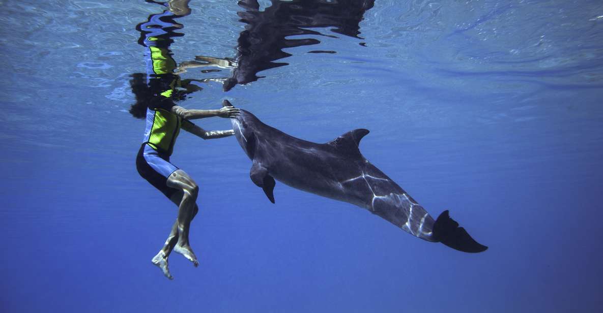 Dubai: Shallow Water Dolphin Encounter at Atlantis